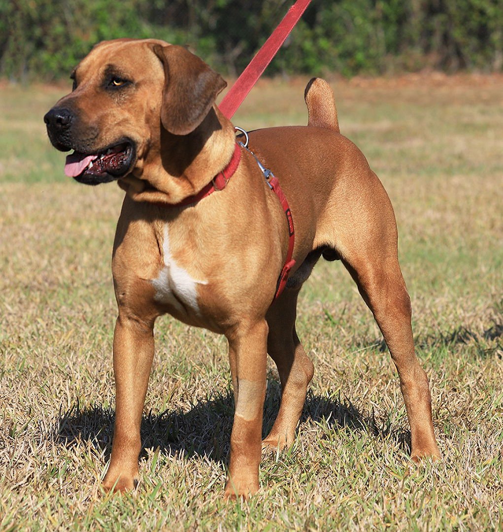 GERALD - Black Mouth Cur available for adoption