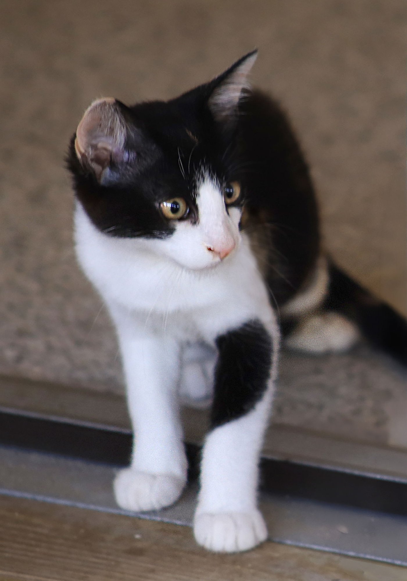 CIDER - Domestic Short Hair available for adoption