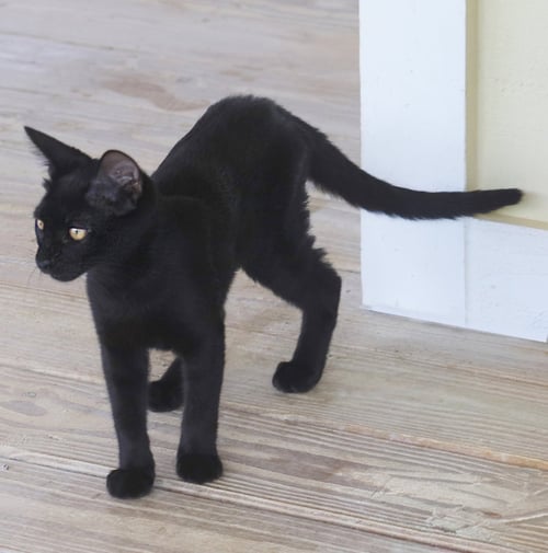 GINGER - Domestic Short Hair available for adoption