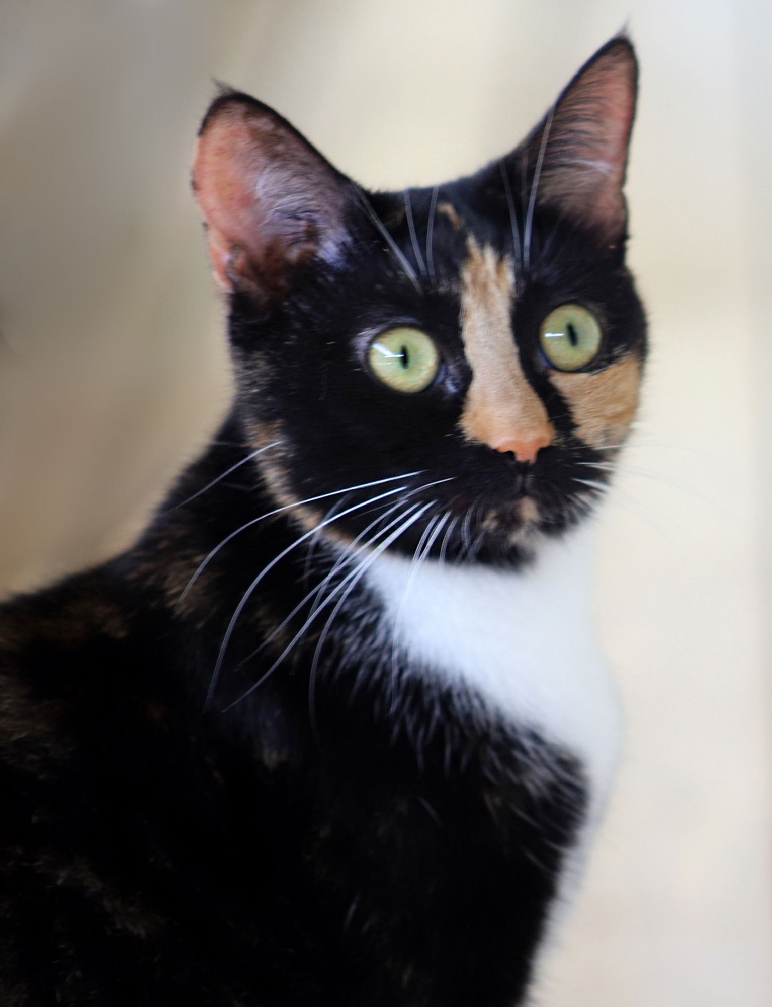 PEACHES - Domestic Short Hair available for adoption