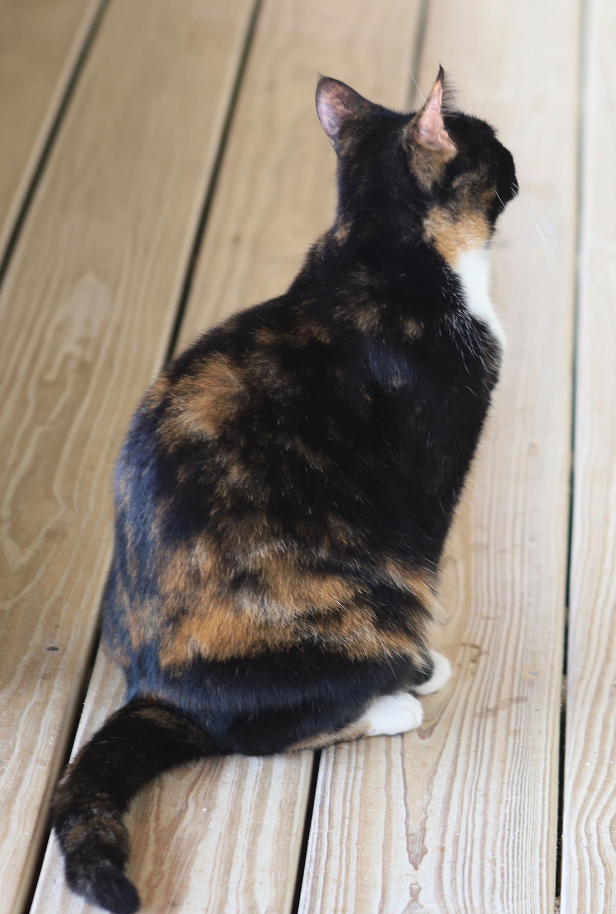 PEACHES - Domestic Short Hair available for adoption