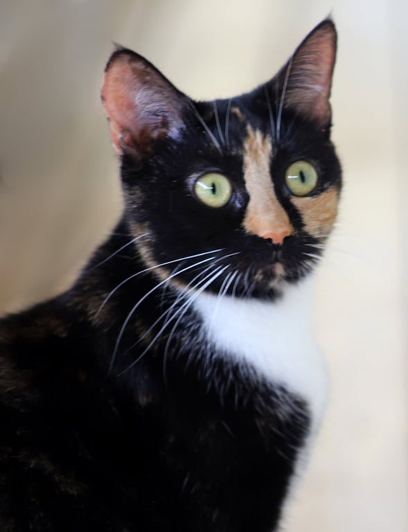 Peaches Image