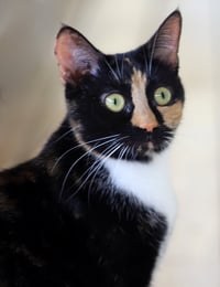 Peaches - Photo 1