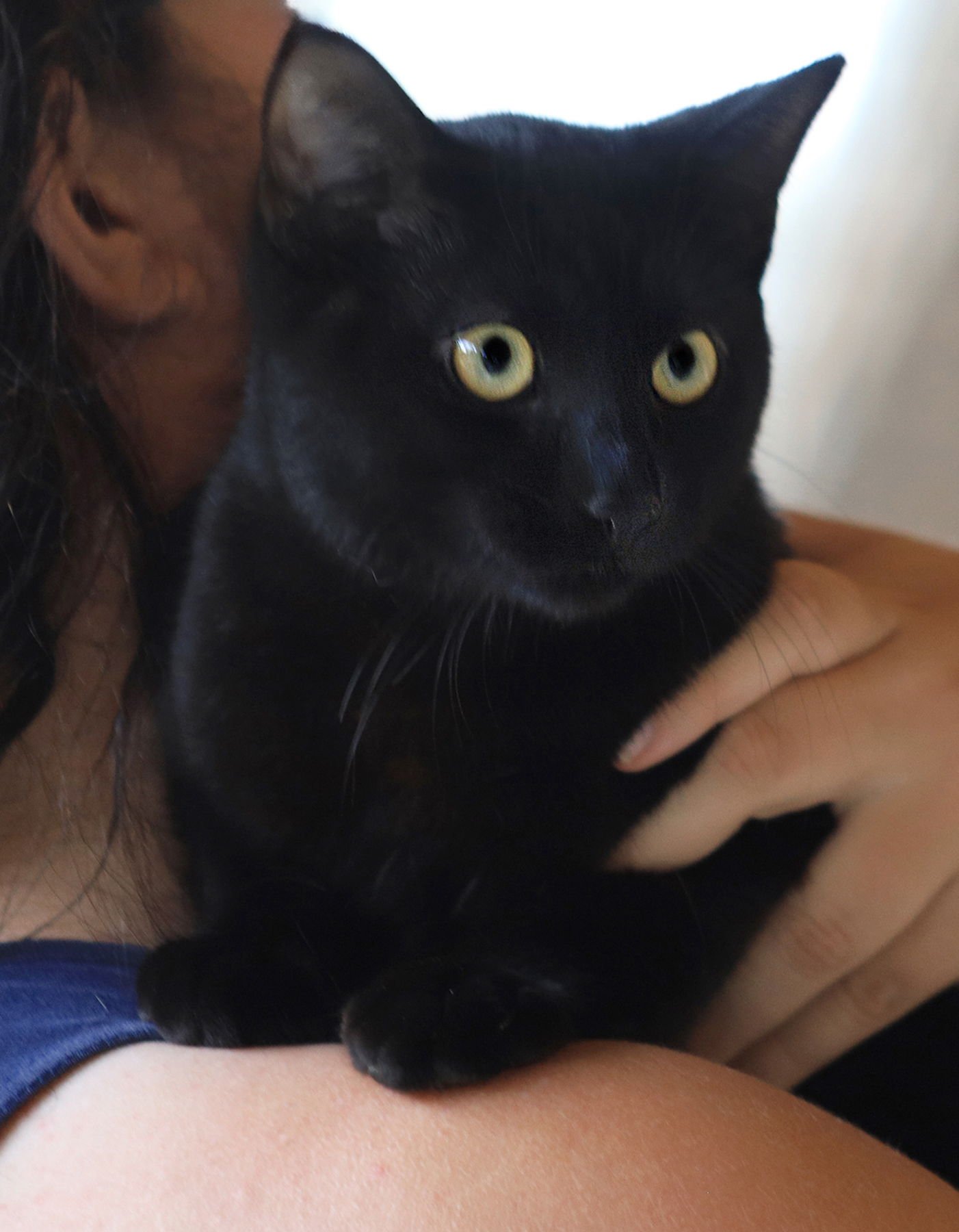 JERSEY - Domestic Short Hair available for adoption