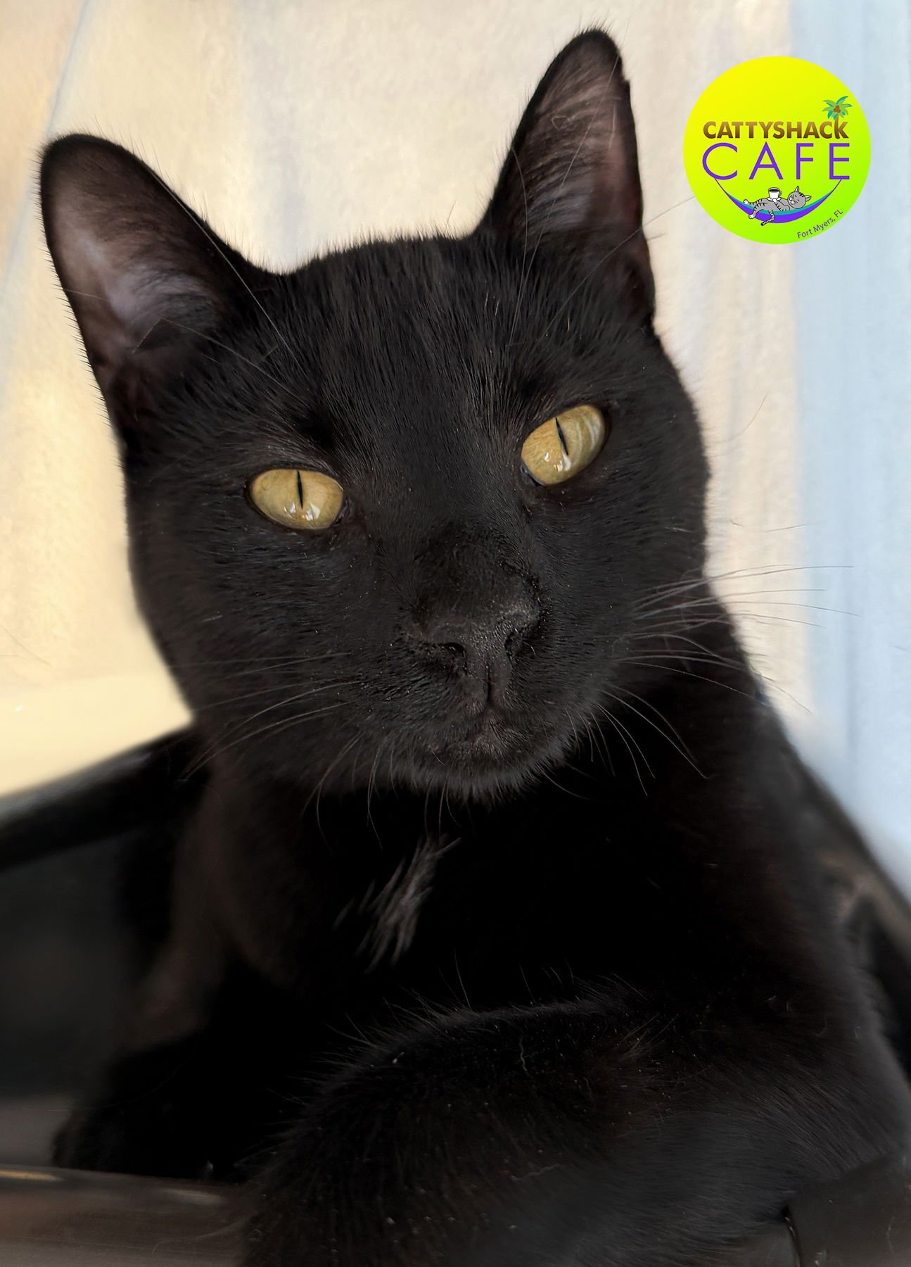 VELCRO - CSC - Domestic Short Hair available for adoption