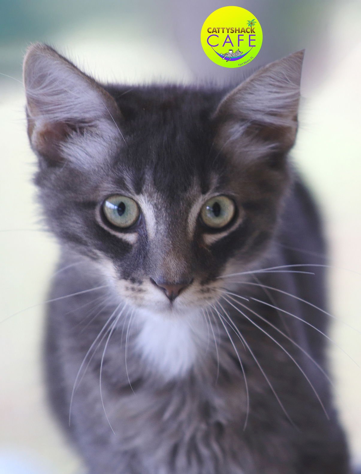 CLOCK - CSC - Domestic Short Hair available for adoption