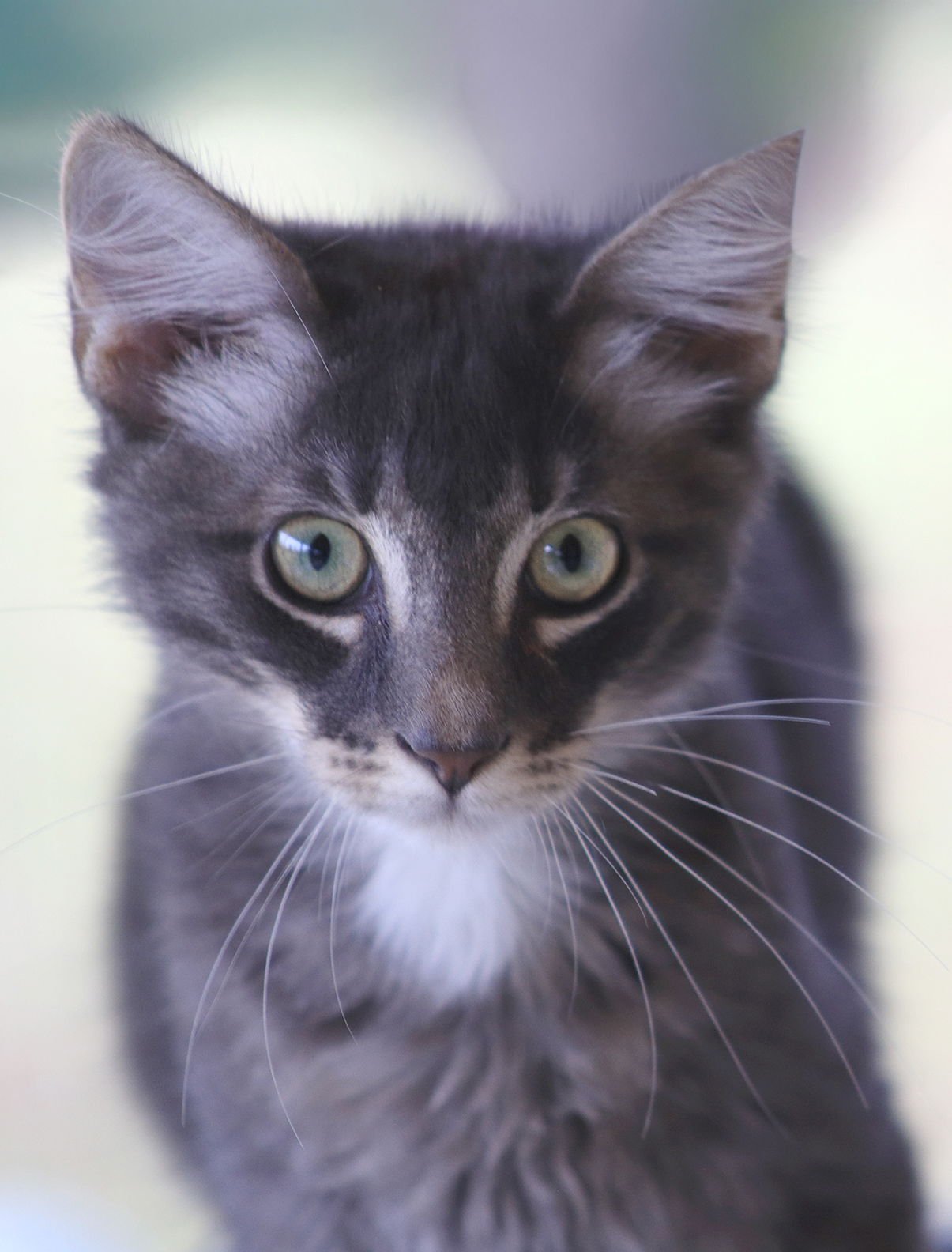 CLOCK - CSC - Domestic Short Hair available for adoption