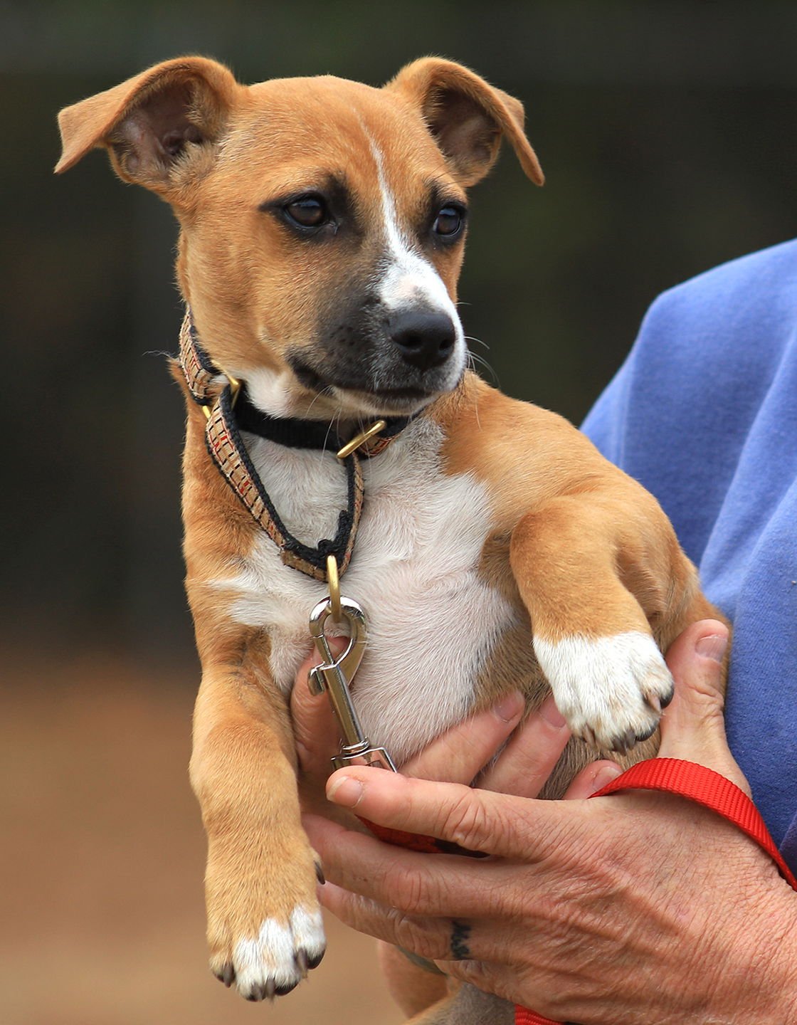 GUMDROP - Hound available for adoption