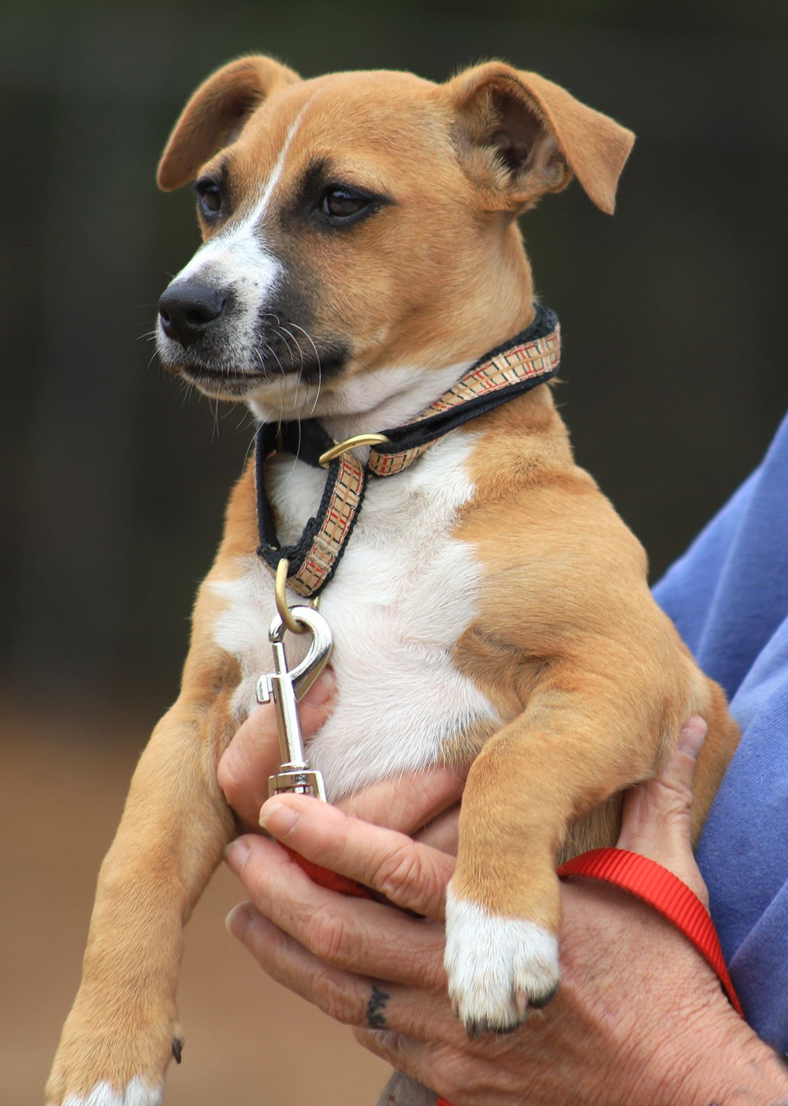 GUMDROP - Hound available for adoption