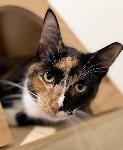 DAISY MAY - Domestic Short Hair available for adoption