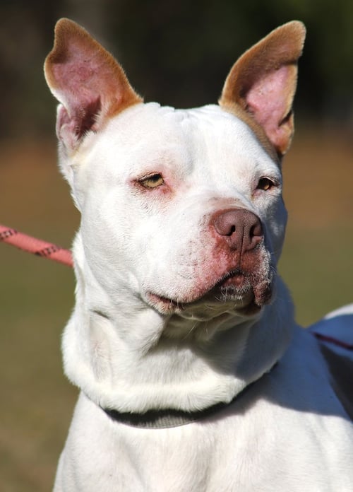 PRETTY LADY - Terrier available for adoption