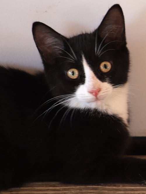 WALKER - Domestic Short Hair available for adoption