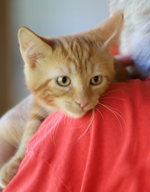 AAYLA - Domestic Short Hair available for adoption