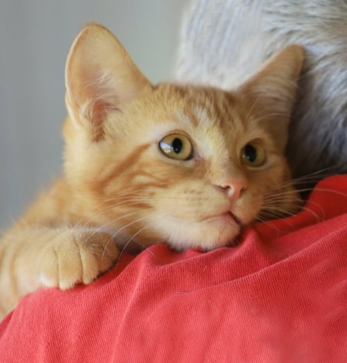AAYLA - Domestic Short Hair available for adoption