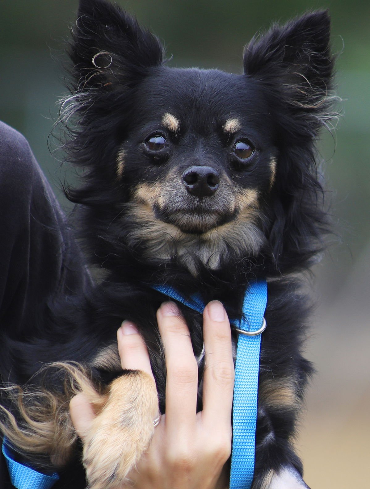 DOC - Pomeranian / Chihuahua available for adoption