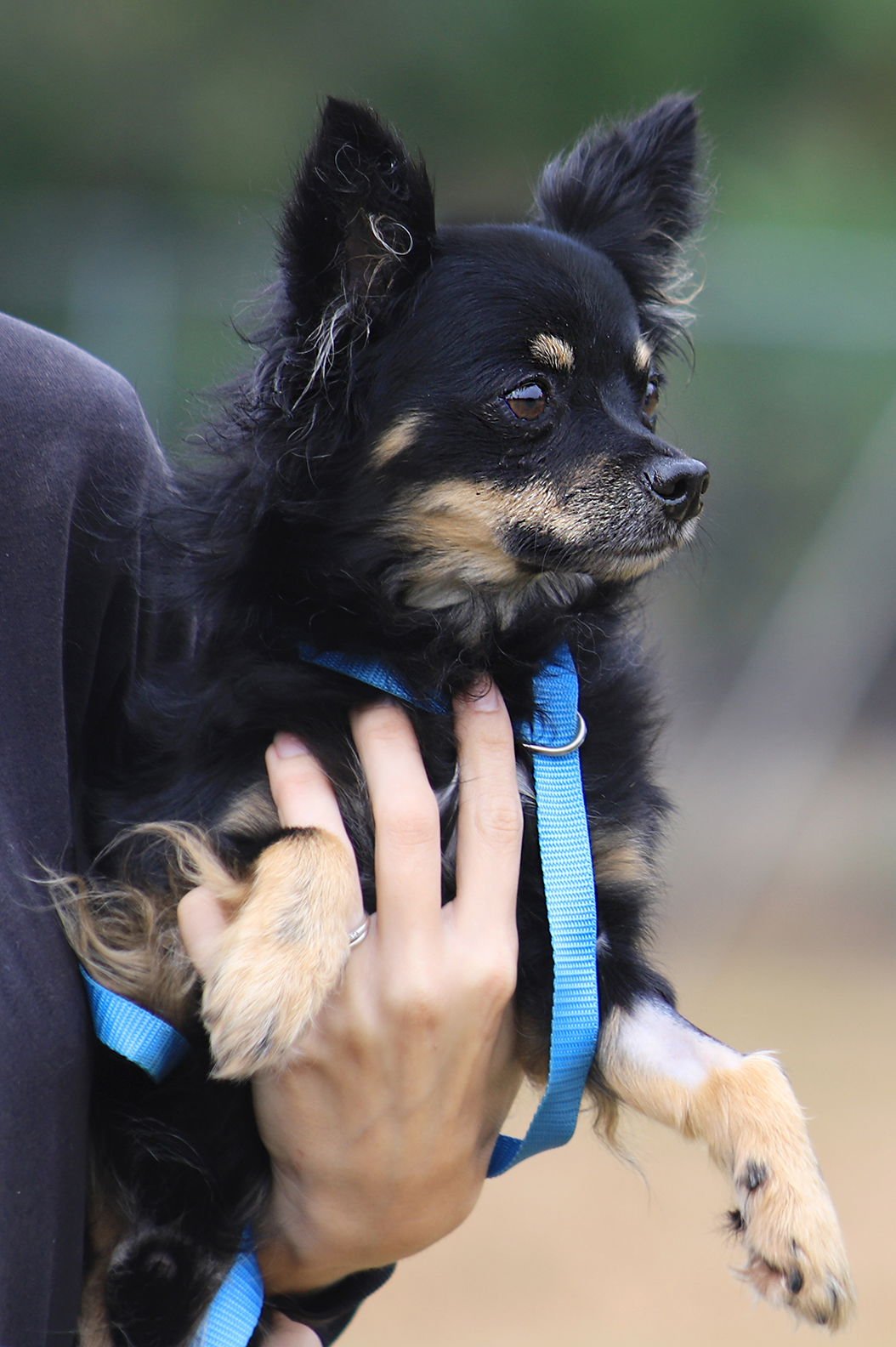 DOC - Pomeranian / Chihuahua available for adoption