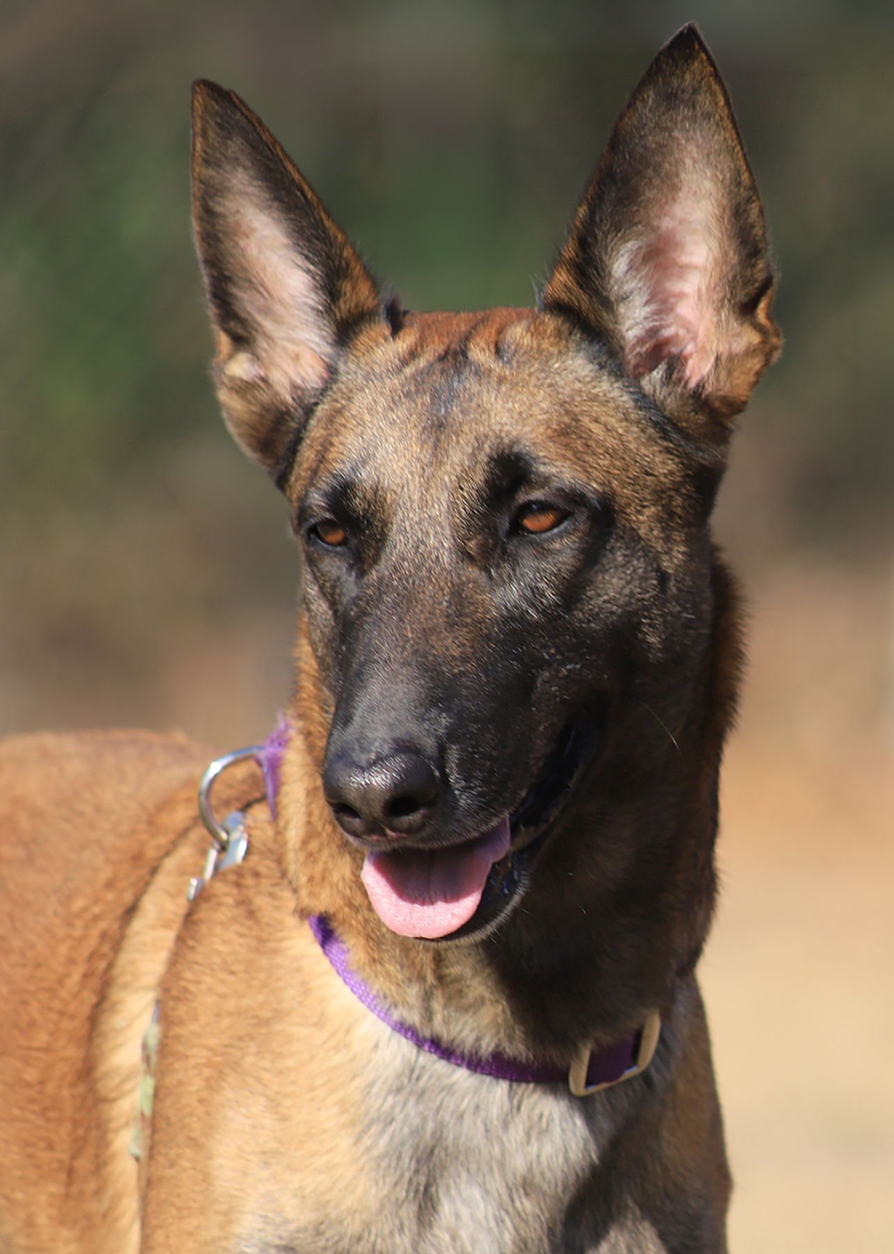 KEELEY - Belgian Shepherd Malinois available for adoption