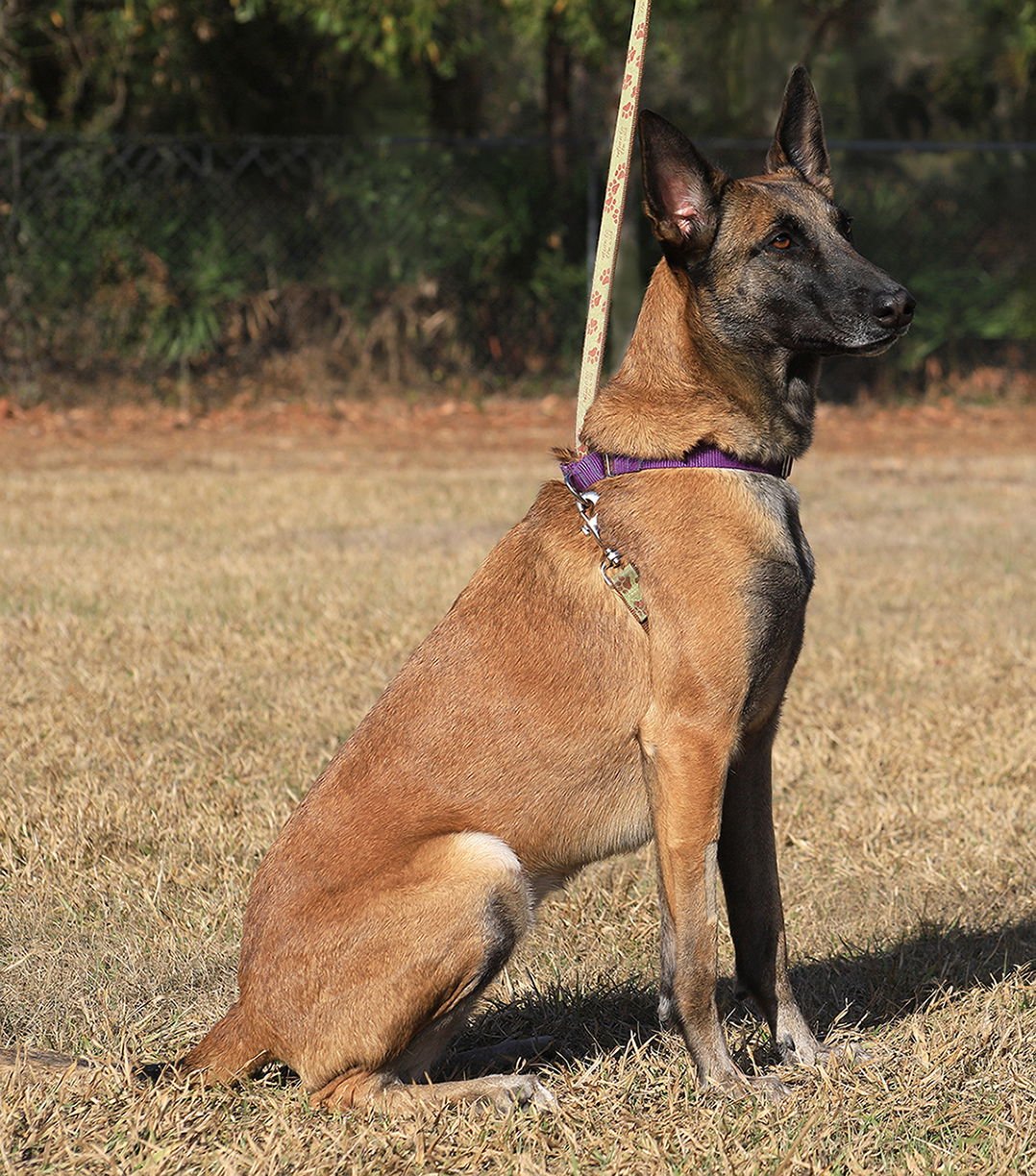 KEELEY - Belgian Shepherd Malinois available for adoption
