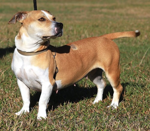 LILLIAN - Terrier available for adoption