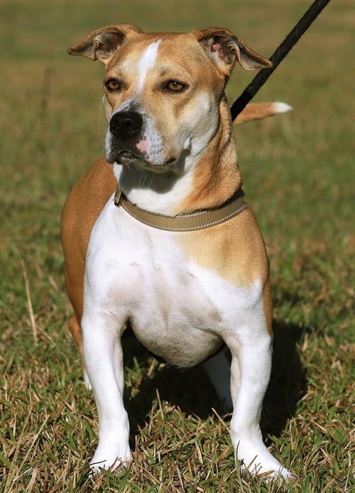 LILLIAN - Terrier available for adoption