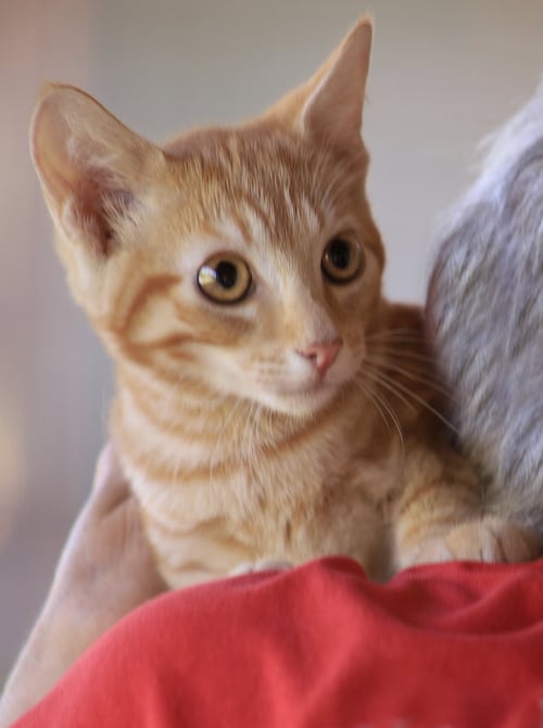 POE - Domestic Short Hair available for adoption