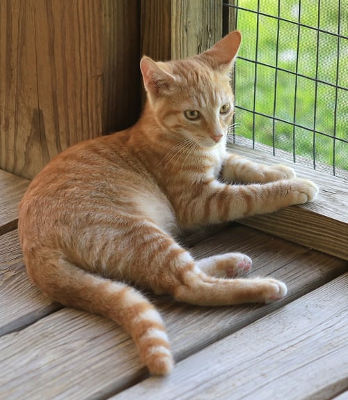 POE - Domestic Short Hair available for adoption