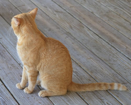 KRAFT - Domestic Short Hair available for adoption