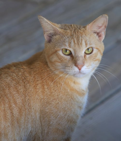 KRAFT - Domestic Short Hair available for adoption
