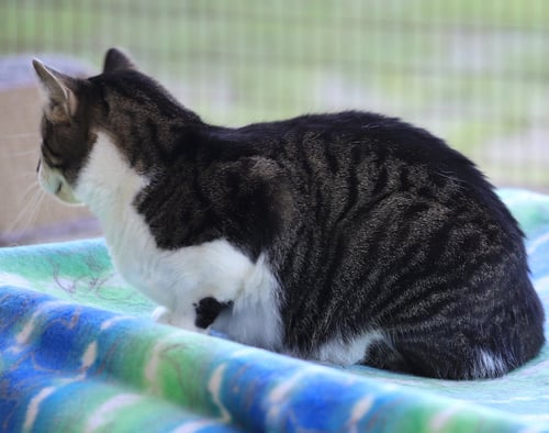 STU - Domestic Short Hair available for adoption