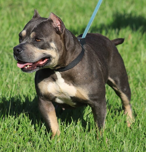 MAY - American Staffordshire Terrier available for adoption