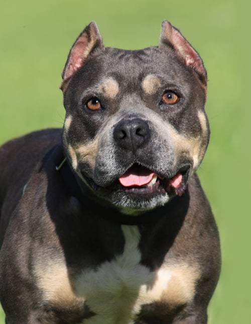 MAY - American Staffordshire Terrier available for adoption