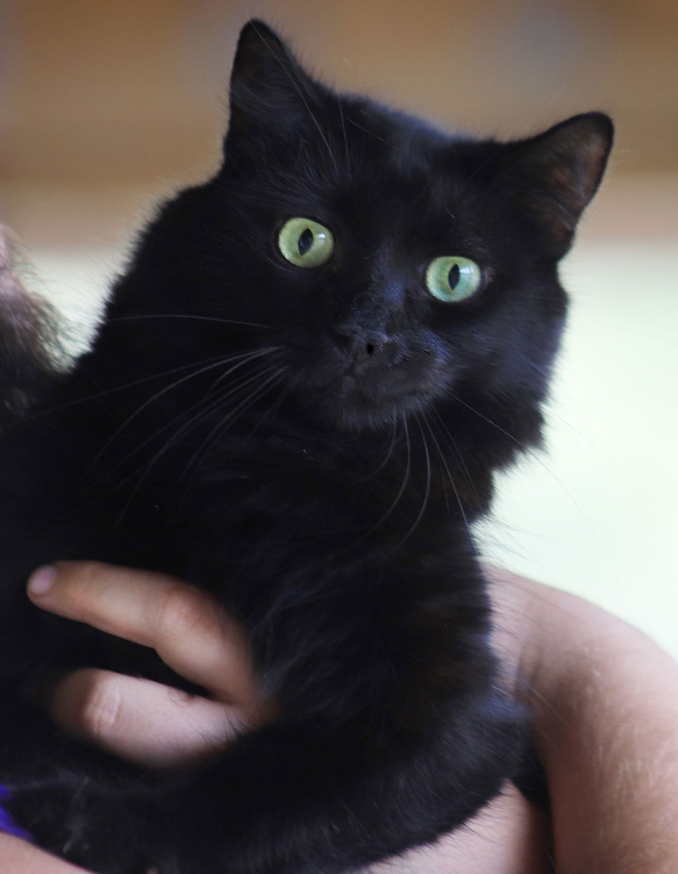 PEPPER - Domestic Long Hair available for adoption