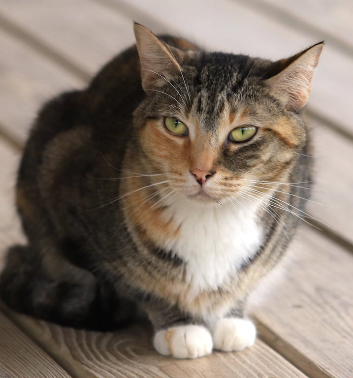 Rascal Image