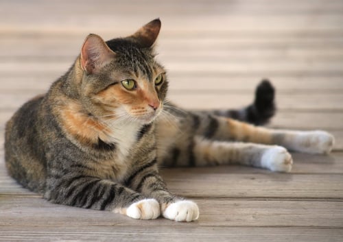 RASCAL - Domestic Short Hair available for adoption