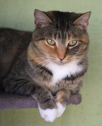 Rascal - Photo 3