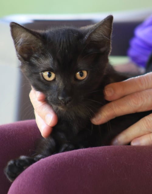 BARBIE - Domestic Short Hair available for adoption