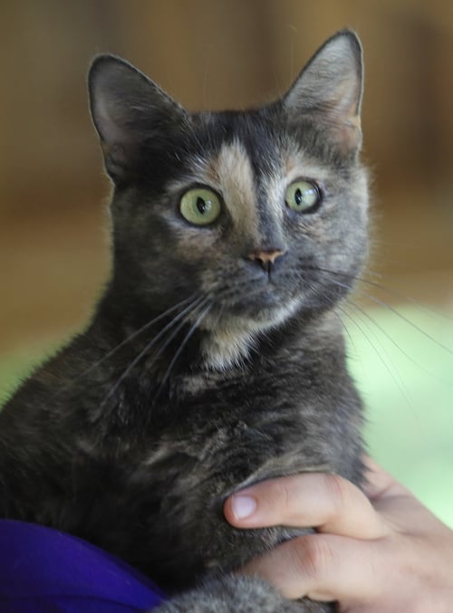 WILLOW - Domestic Short Hair available for adoption