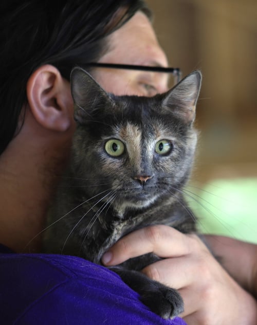 WILLOW - Domestic Short Hair available for adoption