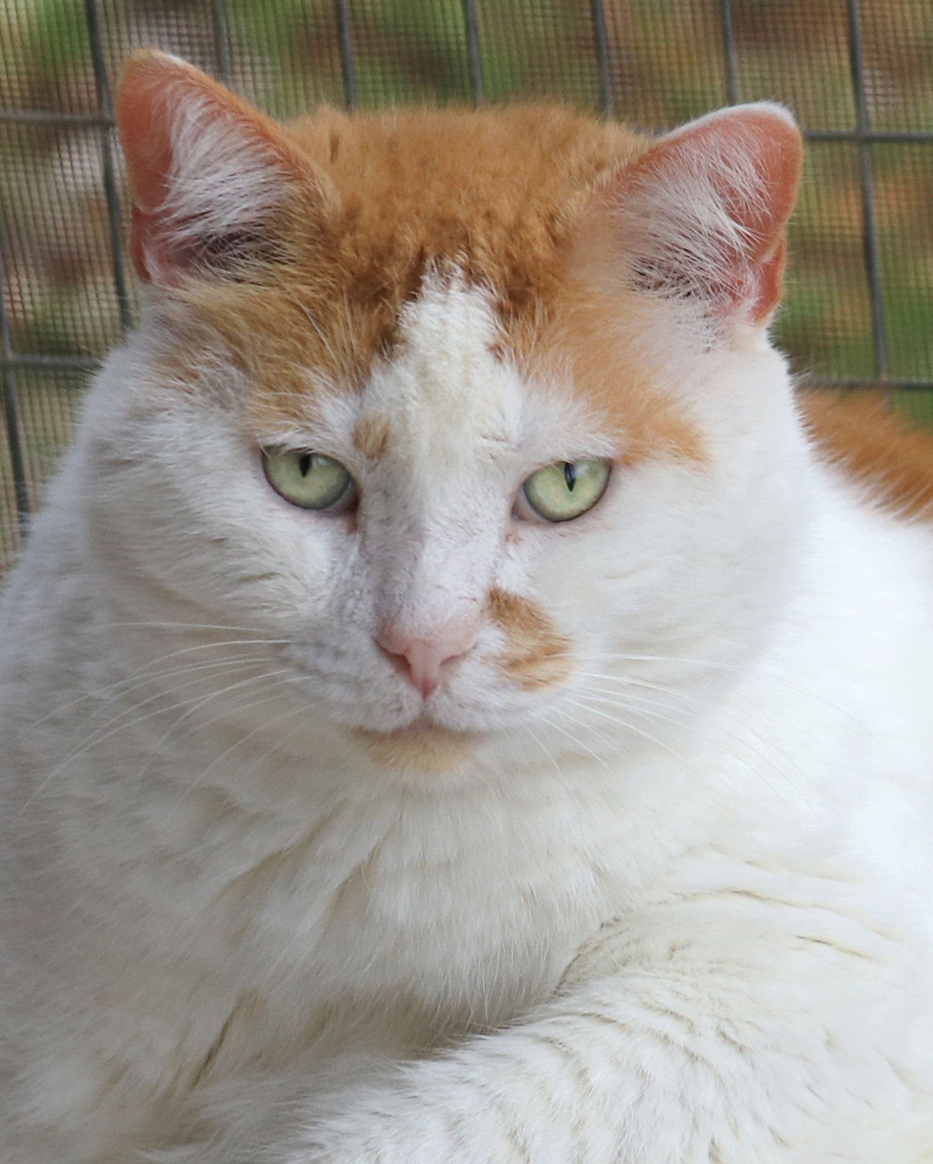 ALBERTO - Domestic Short Hair available for adoption