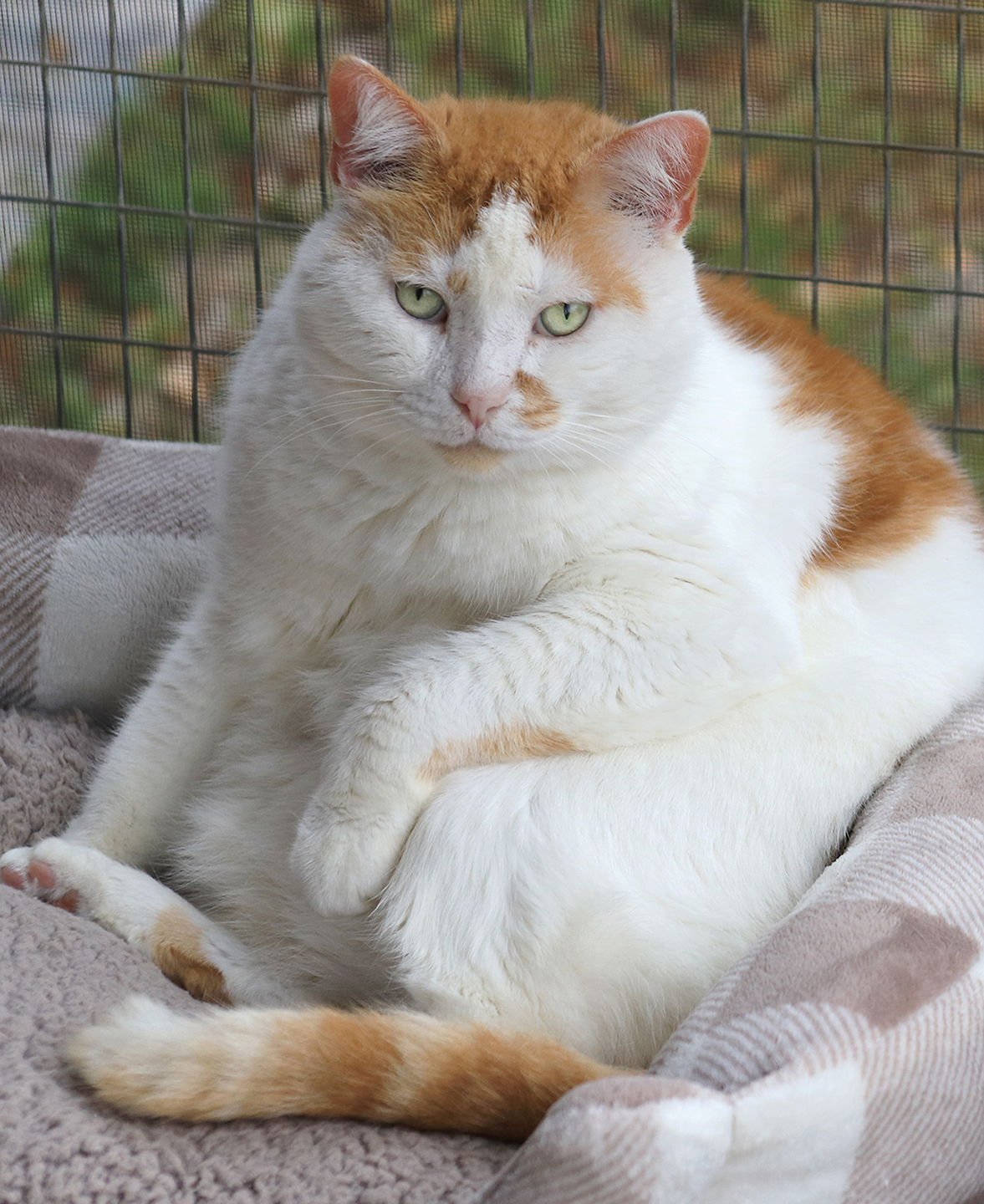 ALBERTO - Domestic Short Hair available for adoption