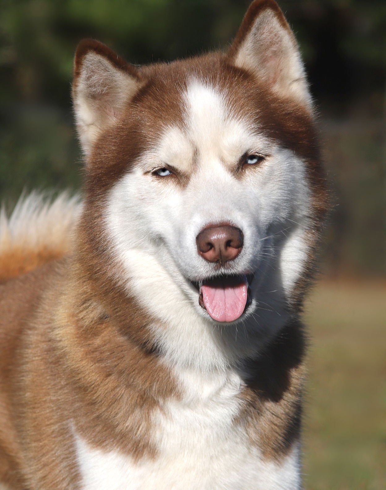LOUIE - Siberian Husky available for adoption