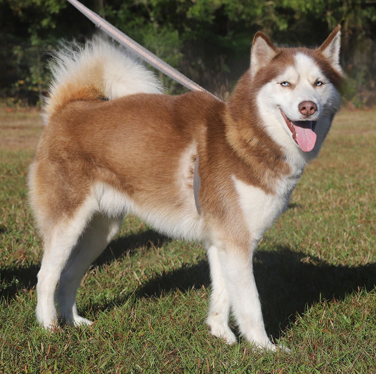 LOUIE - Siberian Husky available for adoption