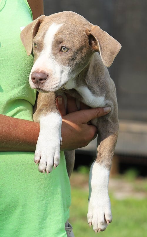 ALASKA - American Staffordshire Terrier available for adoption