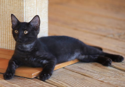 BATMAN - Domestic Medium Hair available for adoption