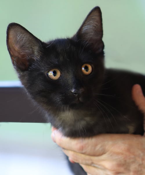 BATMAN - Domestic Medium Hair available for adoption
