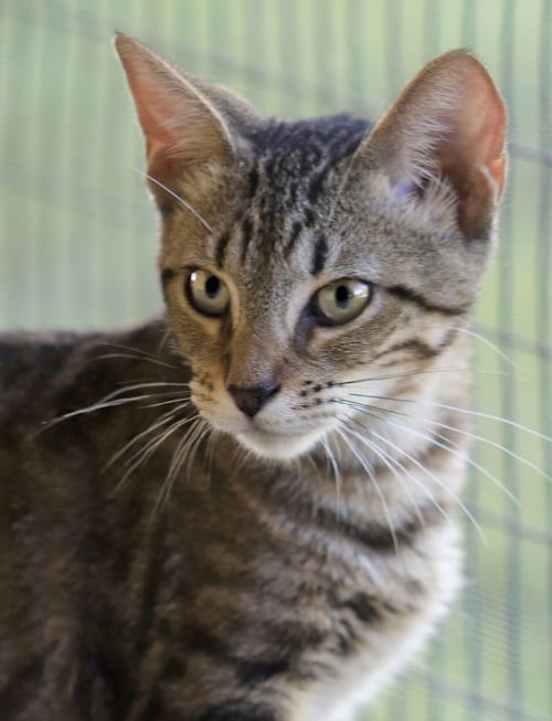 SKIPPER - Domestic Short Hair available for adoption