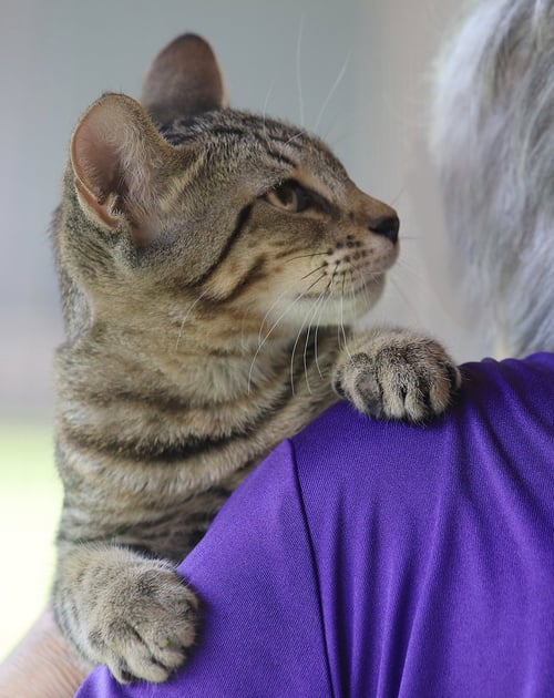 SKIPPER - Domestic Short Hair available for adoption