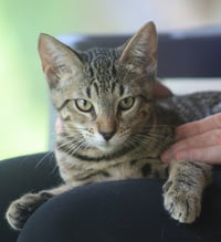 Skipper - Photo 3