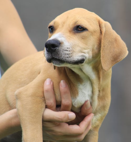 CAROLINA - American Staffordshire Terrier available for adoption