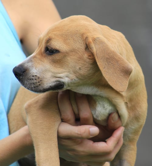 CAROLINA - American Staffordshire Terrier available for adoption